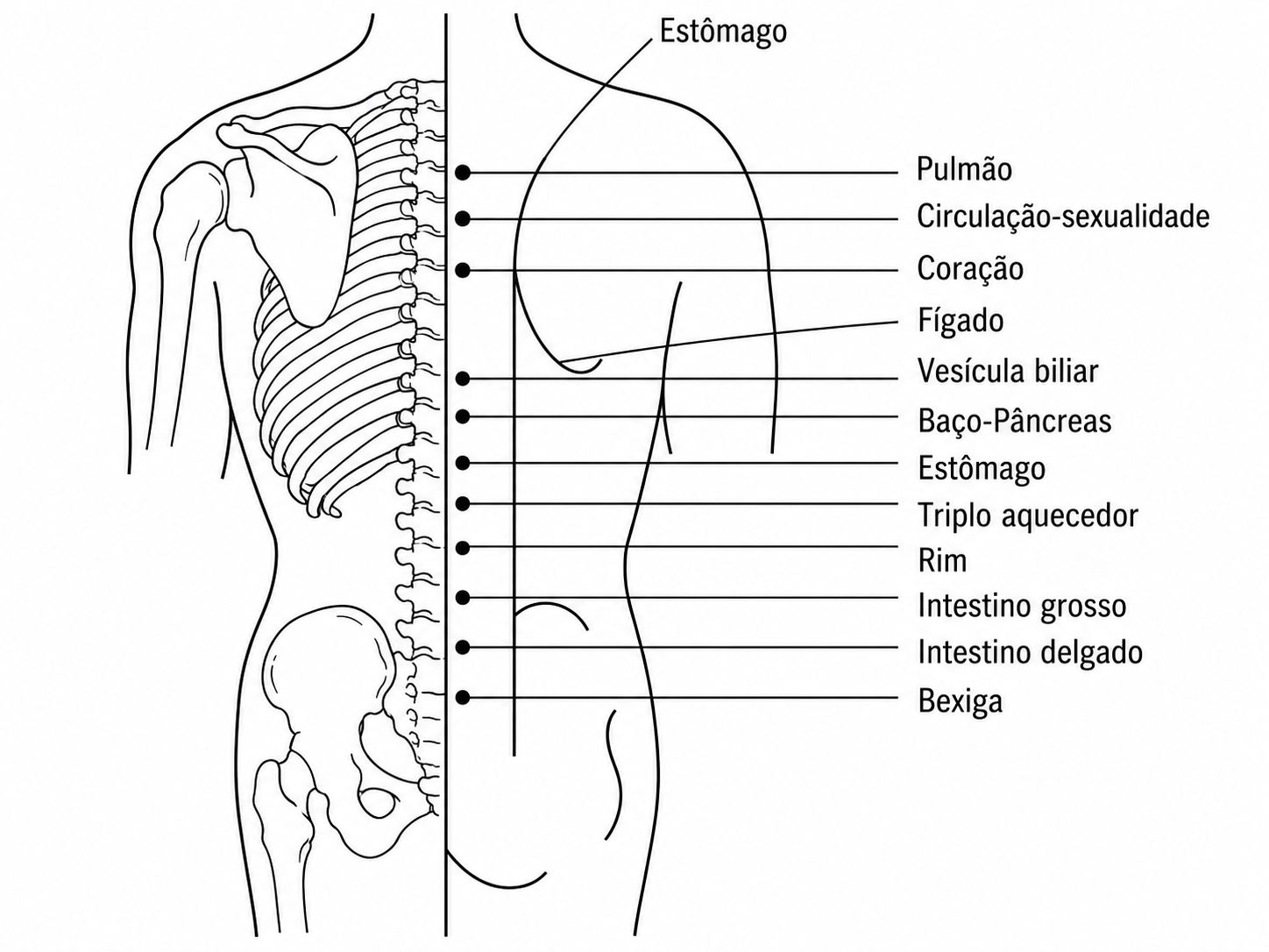 Pontos de Meridianos e Órgãos no Corpo
